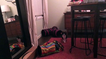 Ninja Kitten Pulls Disappearing Act