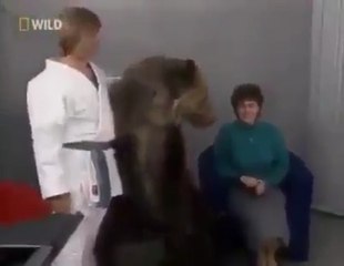 Kadın Ayı'ya Bir şey mi Dedi Acaba