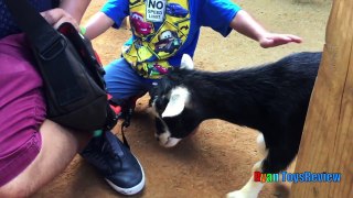 ANIMALS POOPING AT THE ZOO Kid at the ZOO Funny Family Fun Trip to Petting F