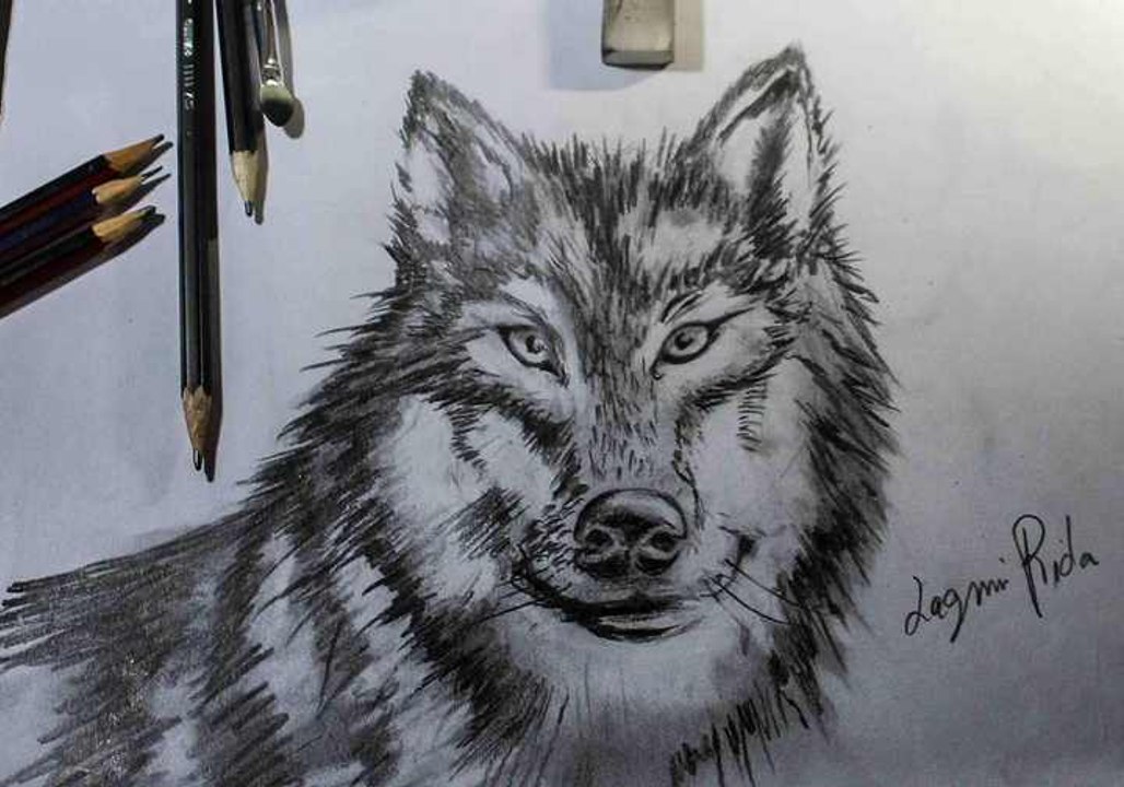 How to Draw a Wolf رسم دئب للمبتدئين بقلم الرصاص