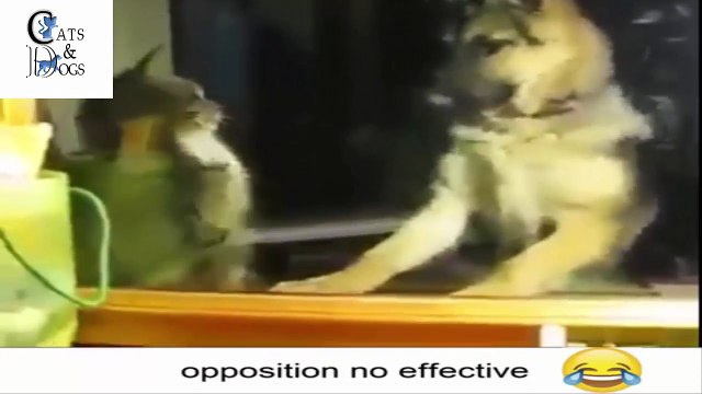 Funny cats compilation Part 17 2017 | Cats and dogs teasing | Try not to laugh