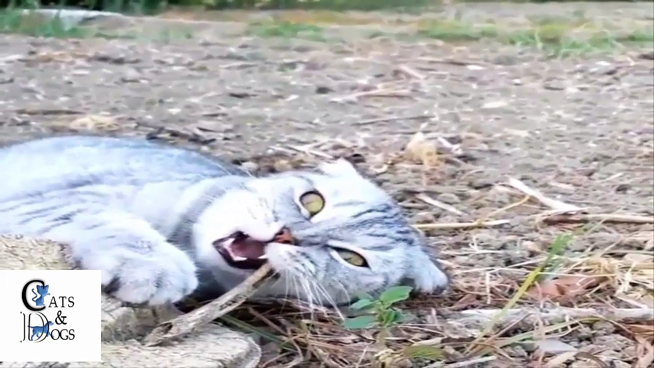 Funny cats compilation Part 20 2017 | Cats drinking and bathing | Try not to laugh