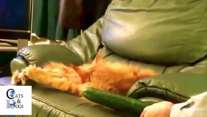 Funny cats compilation Part 22 2017 | Cats fear cucumber | Try not to laugh