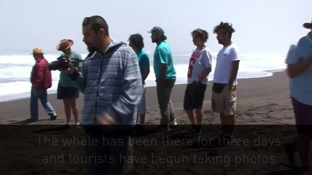 Beached whale washes up on central Chilean shore