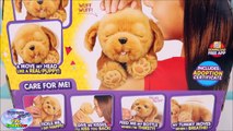Little Live Pets Snuggle My Dream Puppy Surprise Egg and Toy Collector SETC
