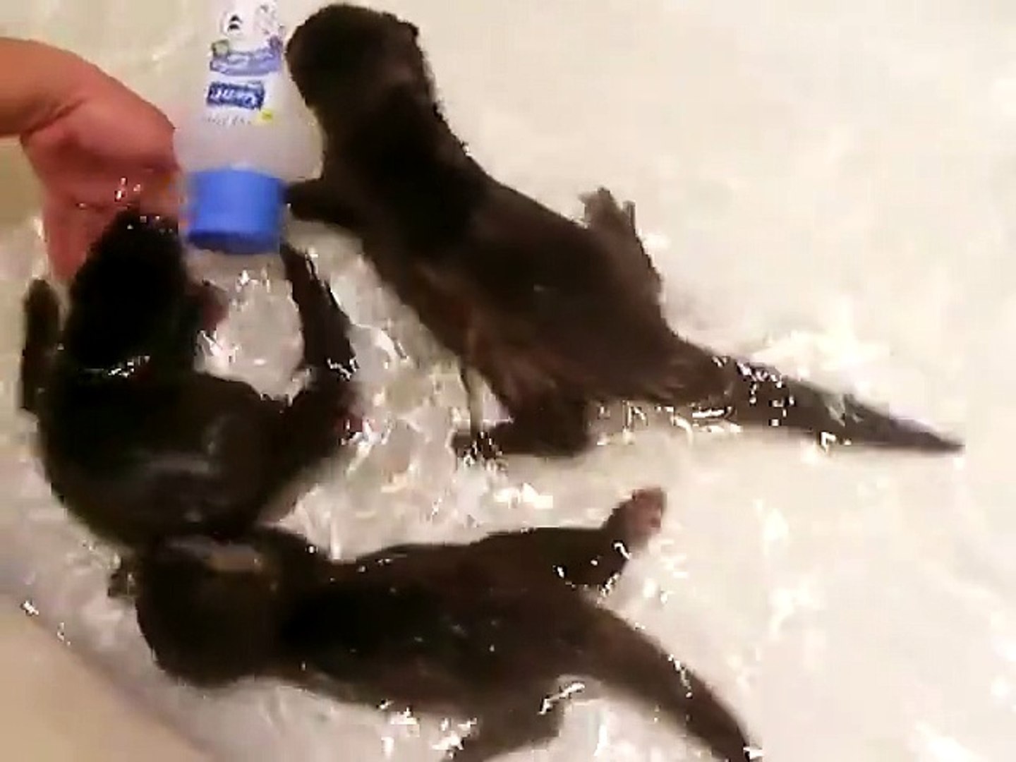 Baby otters swim in the tub
