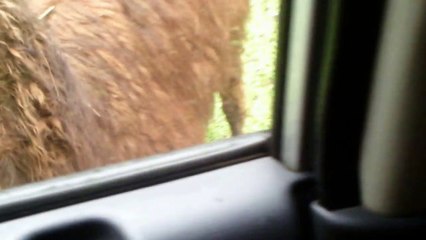 Kayak Kambing Namanya Apa...___ awas masuk mobil...