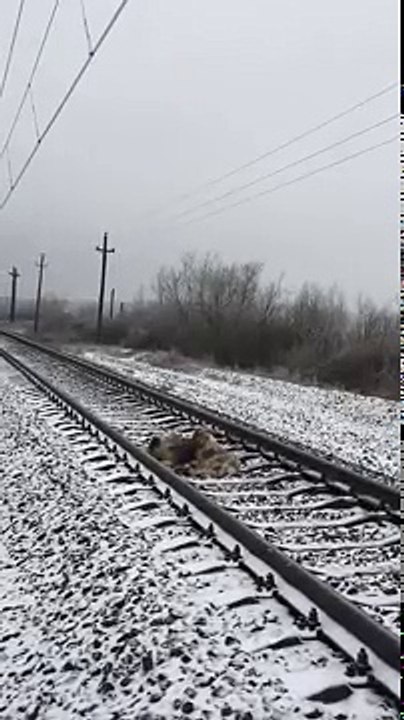 This Dog Was Too Injured To Move From Train Binary