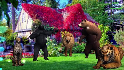 Tiger ,Lion ,Gorilla ,Cheetha, Bear Finger Family Nursery Rhymes | 3D Animation Songs