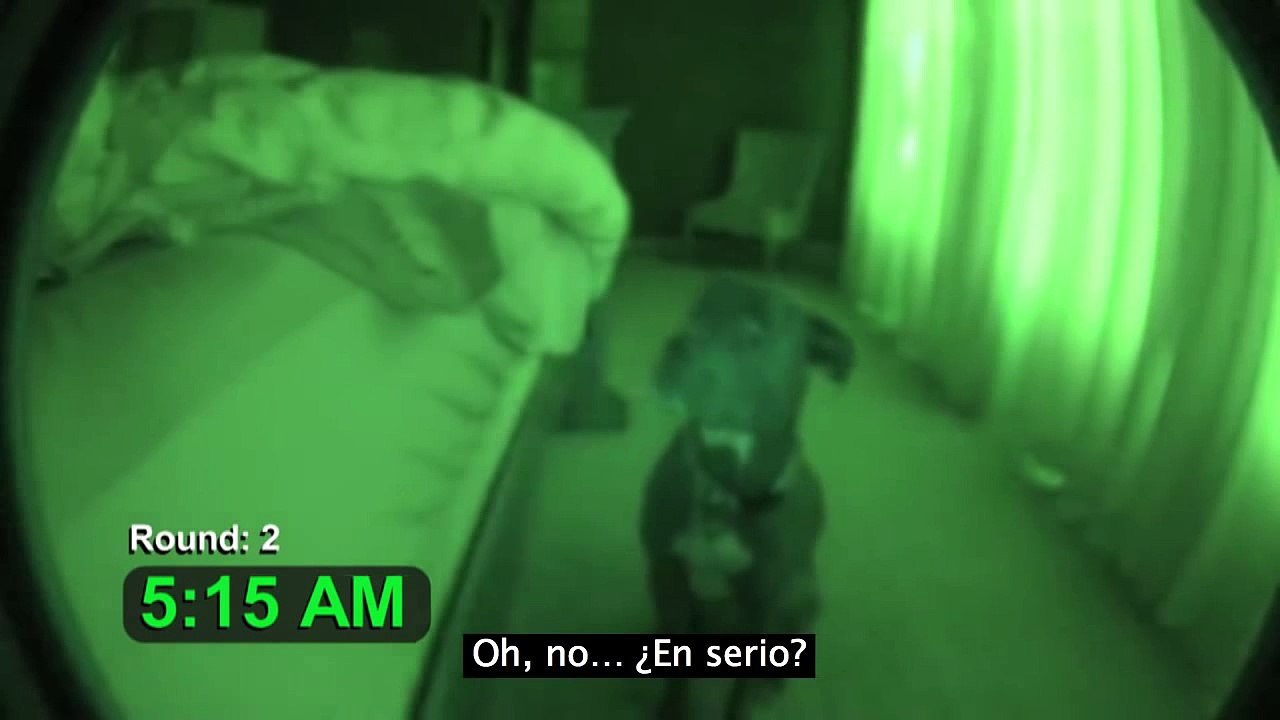 Cute dog alarm
