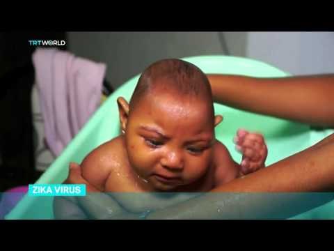 Zika virus spreading explosively in Venezuela