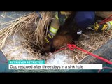 Dog rescued after three days in a sink hole