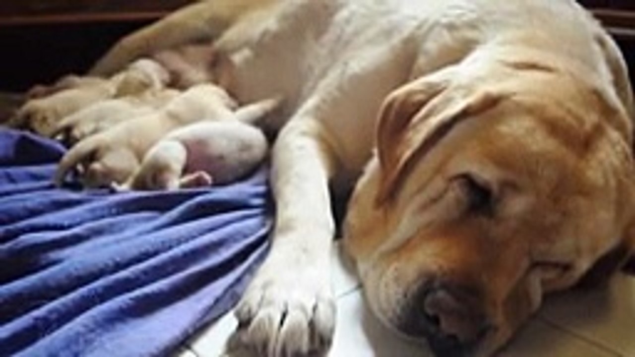 Etapas del crecimiento de un cachorro Labrador
