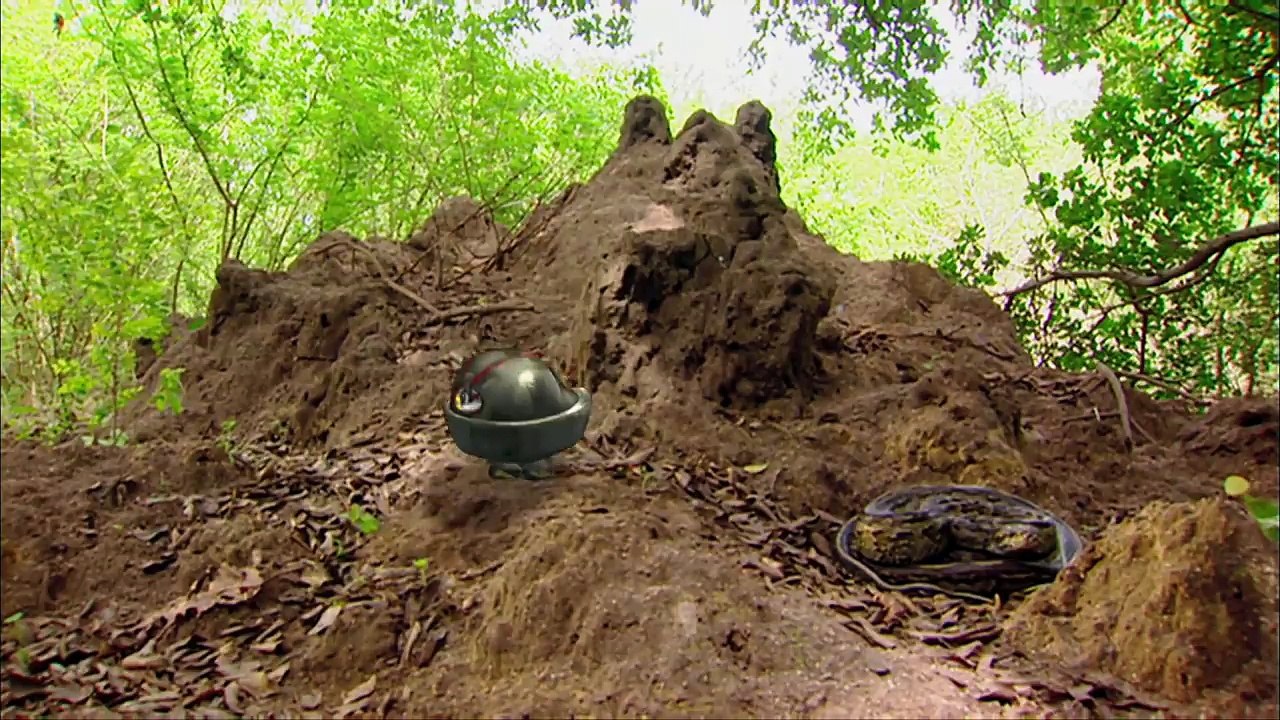 SNAKES   Animals for children. Kids videos. Kindergarten. Preschool learning