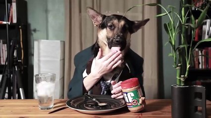 Funny Dogs - Funny Cats - Funny Pets - Best Funny Videos Compilation Animals 2015 #1