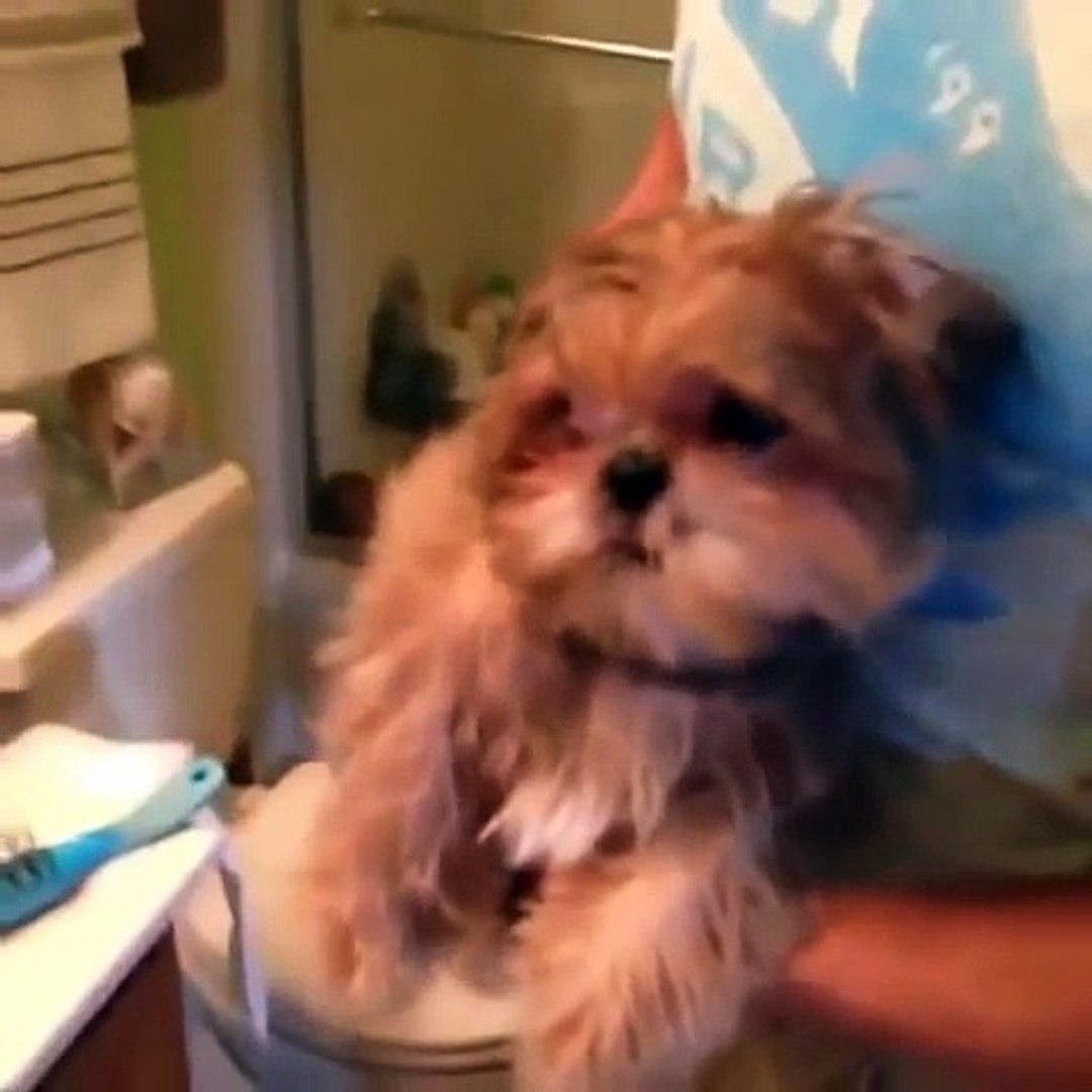 ⁣funny pets compilation 2015