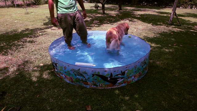 Games and retrieves with young golden retriever in baby swimming pool, dog training