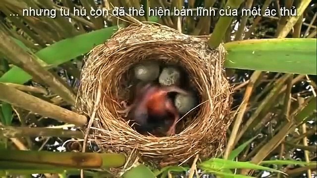 KHÔNG NGỜ LOÀI CHIM TU HÚ LẠI ÁC ĐỘC ĐẾN VẬY