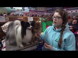 The world's largest dog show, Crufts 2016