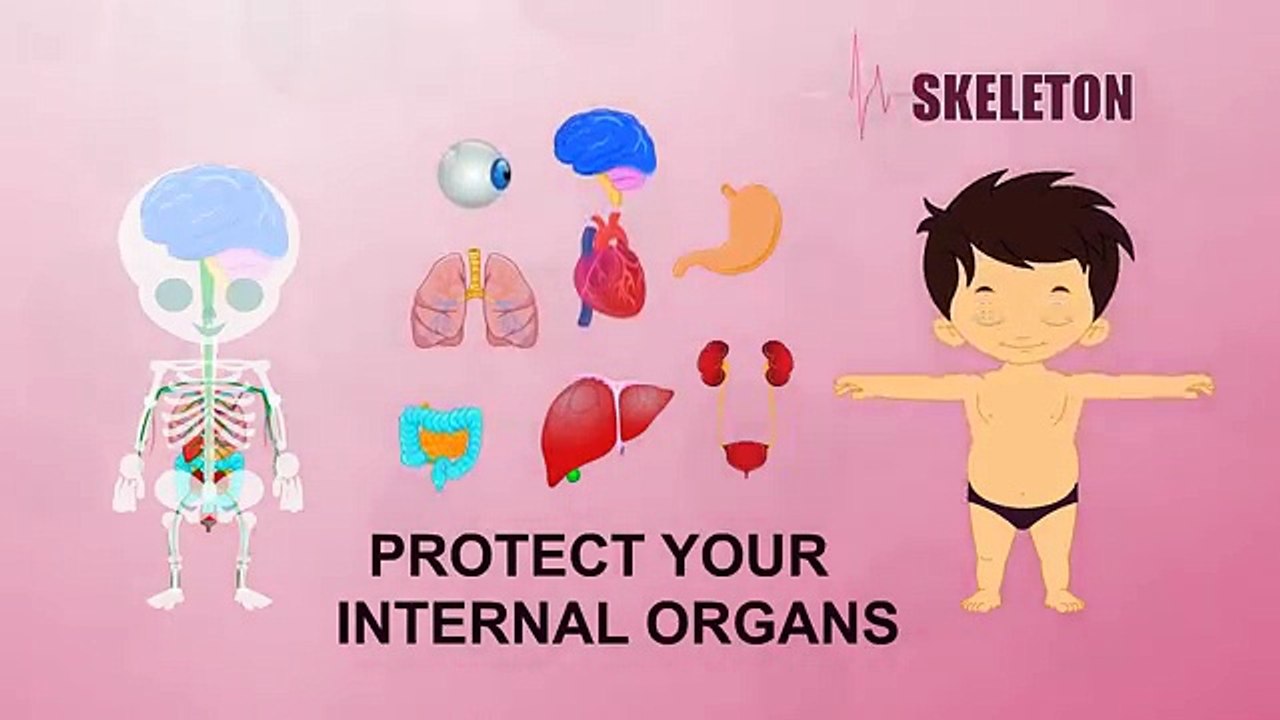 Skeleton - Human Body Parts - Pre School Know Your Body - Animated Videos For Kids