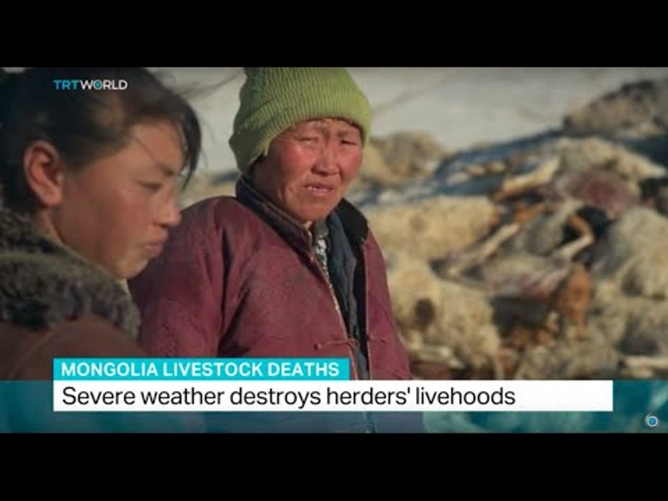 Severe weather destroys herders' livehoods in Mongolia, Shamim Chowdhury reports
