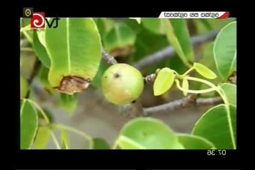 Lokaya Saha Lokayo - 30-12-2016