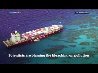 Picture This – Great Barrier Reef Bleaching