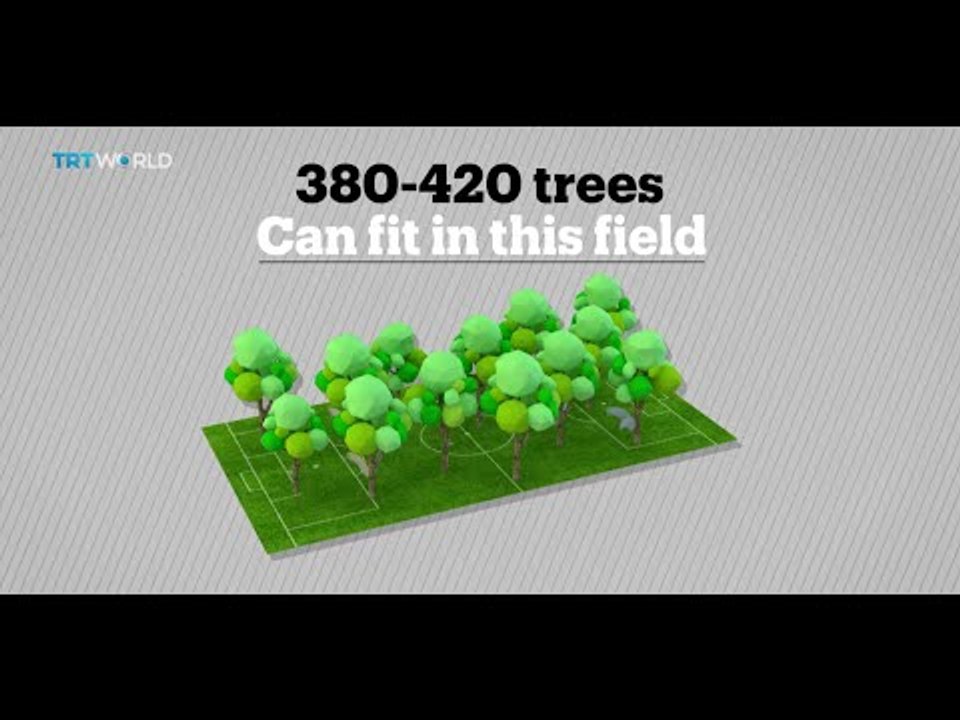 48 football fields worth of trees cut down every minute