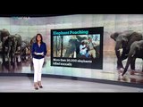 Elephant poaching in Kenya decrease