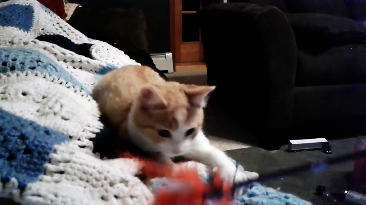 Look at this silly cat