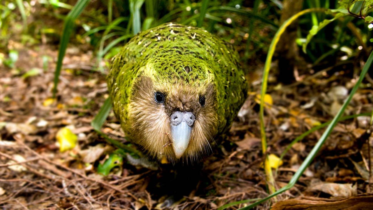 Top 10 Most Endangered and Distinctive Birds In the World
