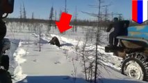 Bear vs Russian truckers: bear gets run over then beaten to death with a crowbar - TomoNews