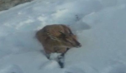 Yaban keçisi bu halde bulundu