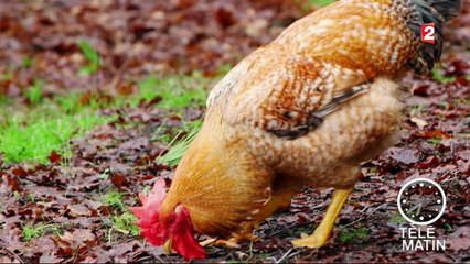 Marchés - Des volailles oubliées