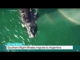 Southern Right Whales migrate to Argentina