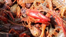 alien freshwater shrimp eat how