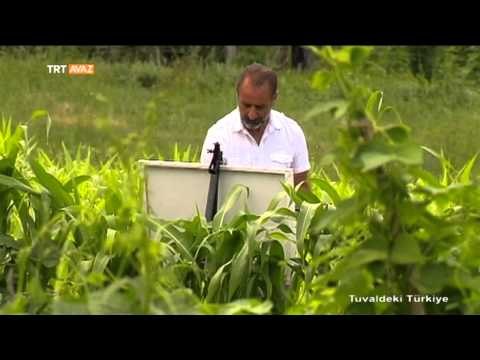 Dumanlı Yaylası ve Erzincan Köyleri - Tuvaldeki Türkiye - TRT Avaz