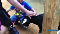 ANIMALS POOPING AT THE ZOO Kid at the ZOO Funny Family Fun Trip to Petting Farm Animals for