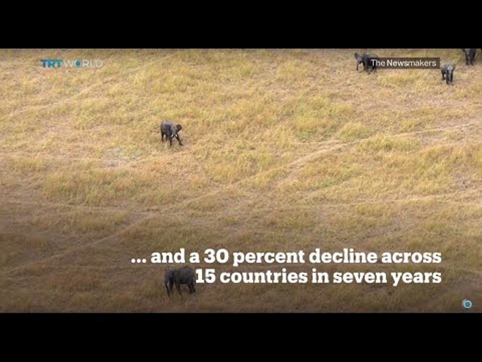 Picture This: Great Elephant Census
