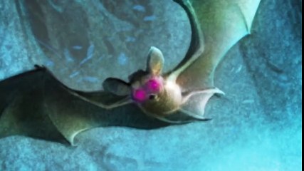 Wing & Claw  Forest of Wonders by Linda Sue Park   Official Book Trailer