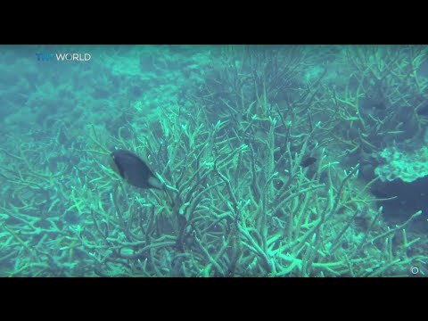 3D Coral Painting: Scientists hope technology can save coral reefs