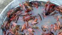 Foreigners eat how freshwater shrimp