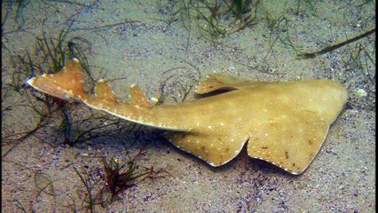 All About Sharks for Children- Animal Videos for Kids - FreeSchool