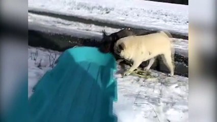 I Cani e la loro prima volta sulla Neve