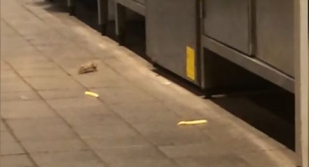 Australie : Une famille de souris se balade en toute tranquillité dans un McDonalds !