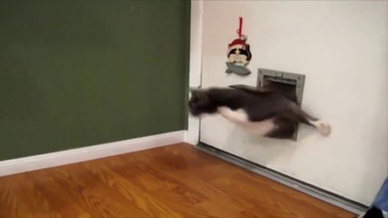 süper komik kediler