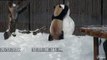 Quand un panda joue avec un bonhomme de neige