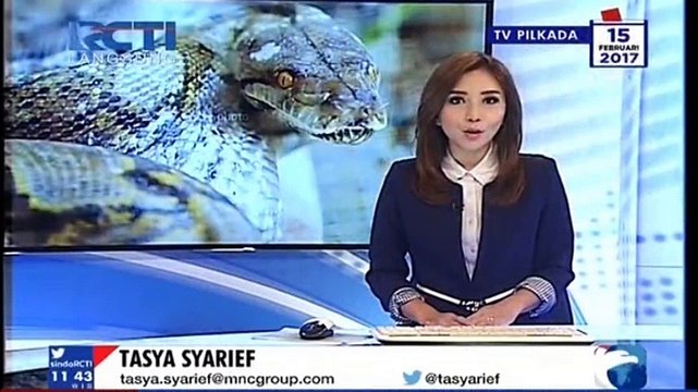 Warga Jambi Tangkap Ular Piton Sepanjang 6 Meter