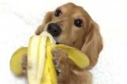 Un chiot trop mignon mange une banane avec ses pattes !