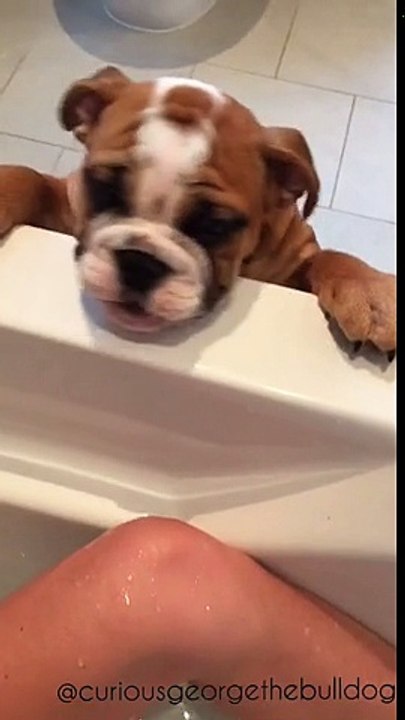 Ce bébé bulldog déteste la douche, mais regardez ce qu’il fait lorsque sa maman est dans la baignoire.